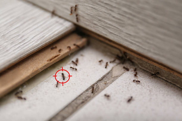 Best Local Pest Control Services  in Beech Island, SC