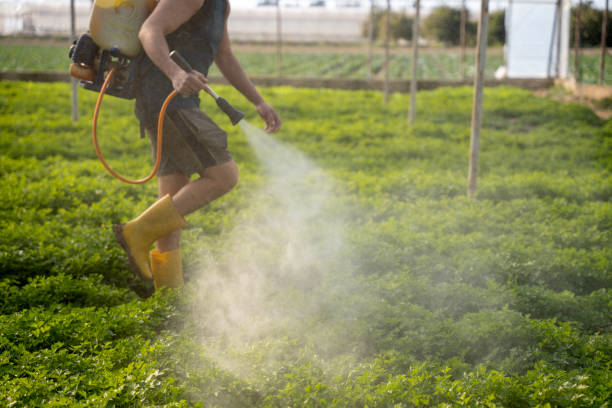 Best Affordable Pest Control Services  in Beech Island, SC